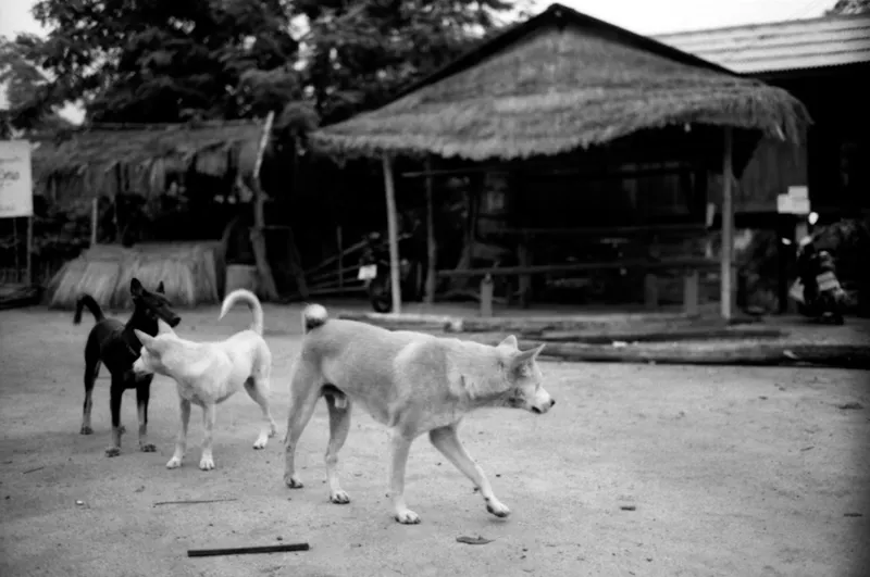dogs roam around akha village