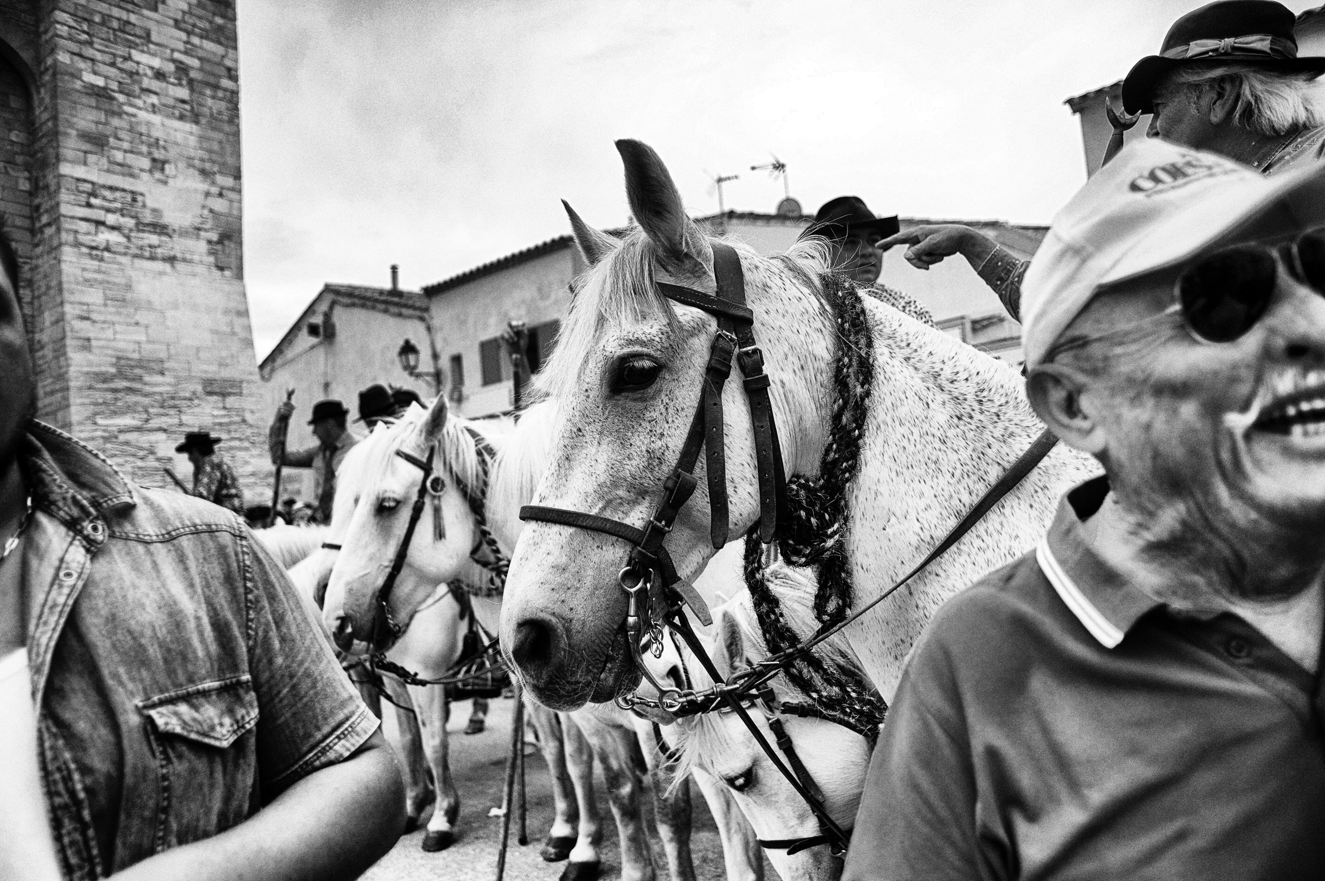 man with sunglassess and horses