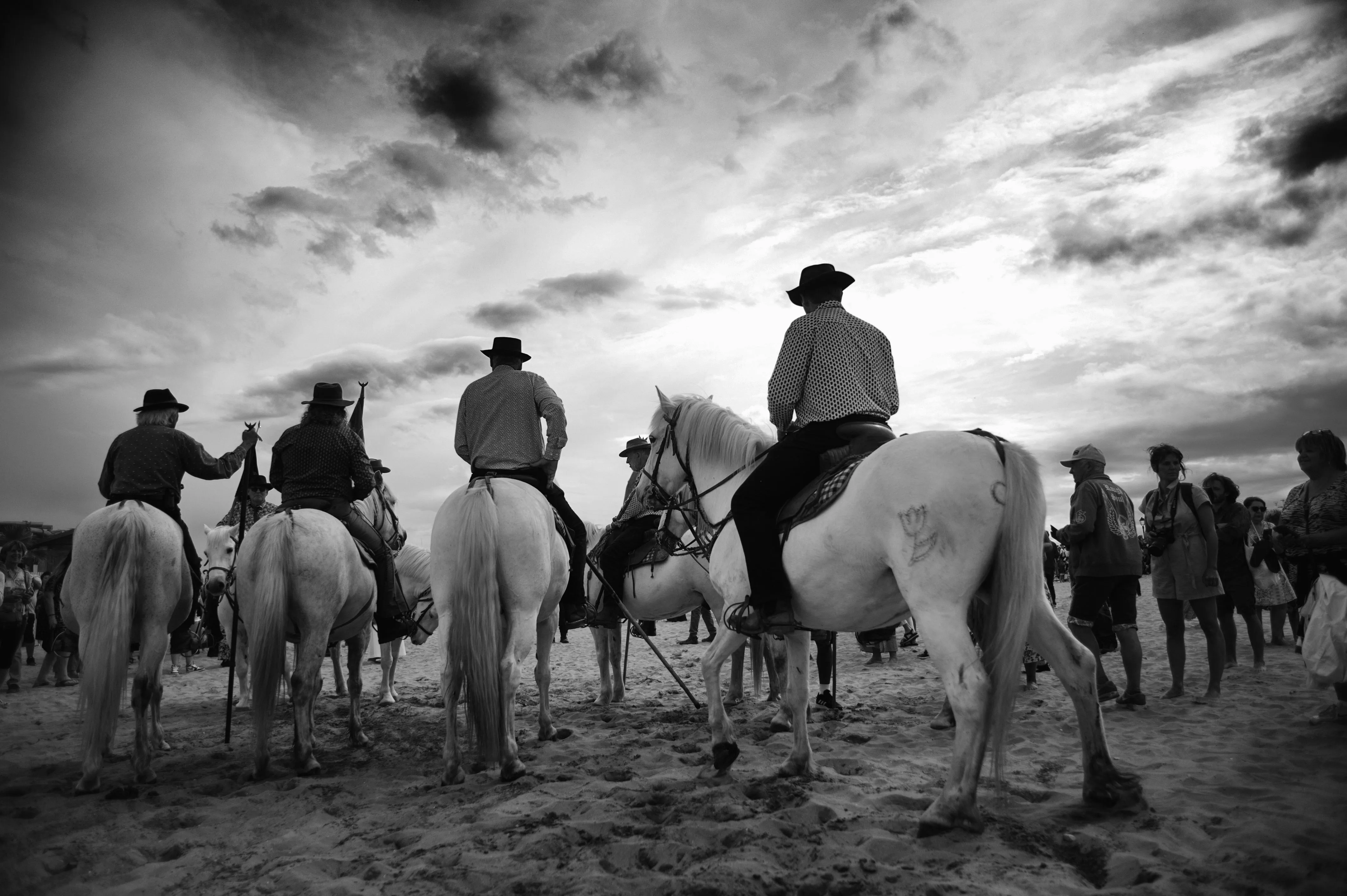 horses on the beach backlight