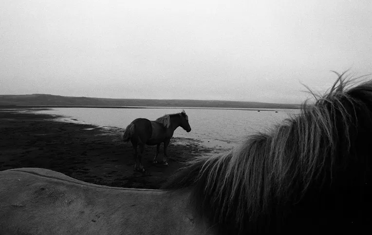 icelandic horses by the sea