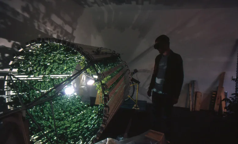 Viktor experiments to grow basil