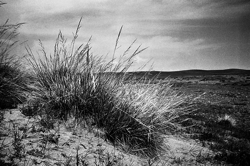 mongolian landscape close up on bush