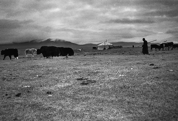 mongolian sheppard with heard