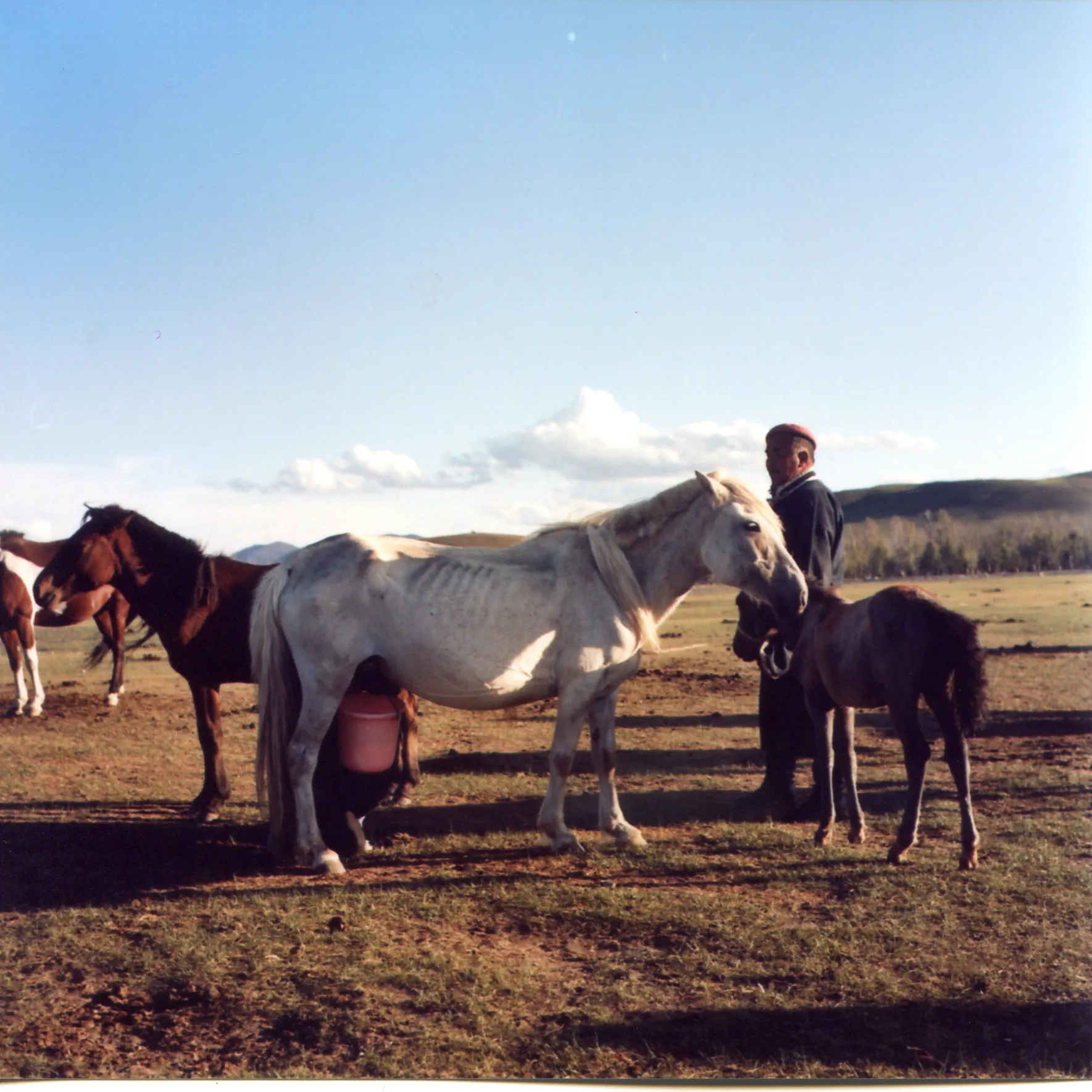 horses and mongolian man