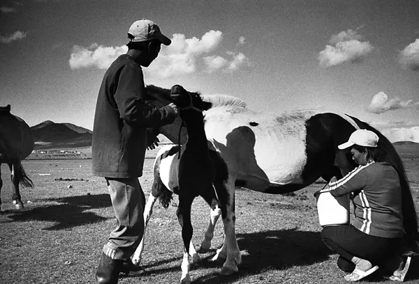 mother and son feed the horses